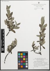 Foto von Salix glaucosericea Flod.